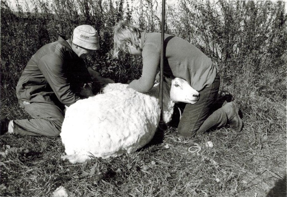 Bengt Johansson (1930 - 2016) och sonen Ingemar (född 1956) gör något med ett får som ligger på marken, Labacka Lund (idag: Labacka 1:19), cirka 1965.