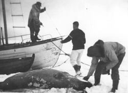 Tre personer, båten Hvitfisk og en mindre båt ved iskanten. 