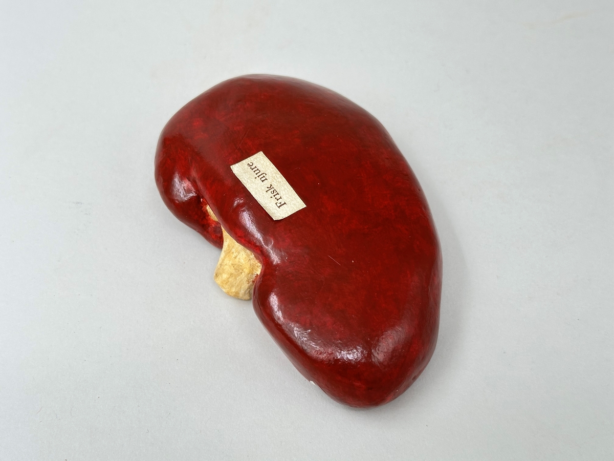 Organmodell av frisk njure för undervisning. Tillverkad av gips och realistiskt målad. Försedd med liten lapp av papper med text: "Frisk njure". Del av en samling organ i en trälåda.