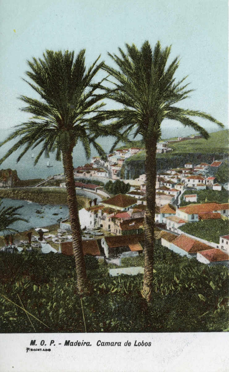 Vykort med motiv av palmer och by invid en bukt. Madeira, Camara de Lobos.