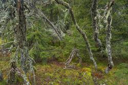 Skoginteriør med bjørk  i gammel, høytliggende skog. Fra Brø