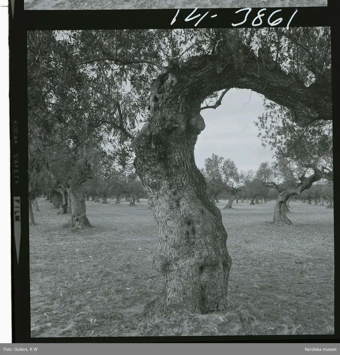 2791/1 Tunisien allmänt. Rader av olivträd i olivlund.