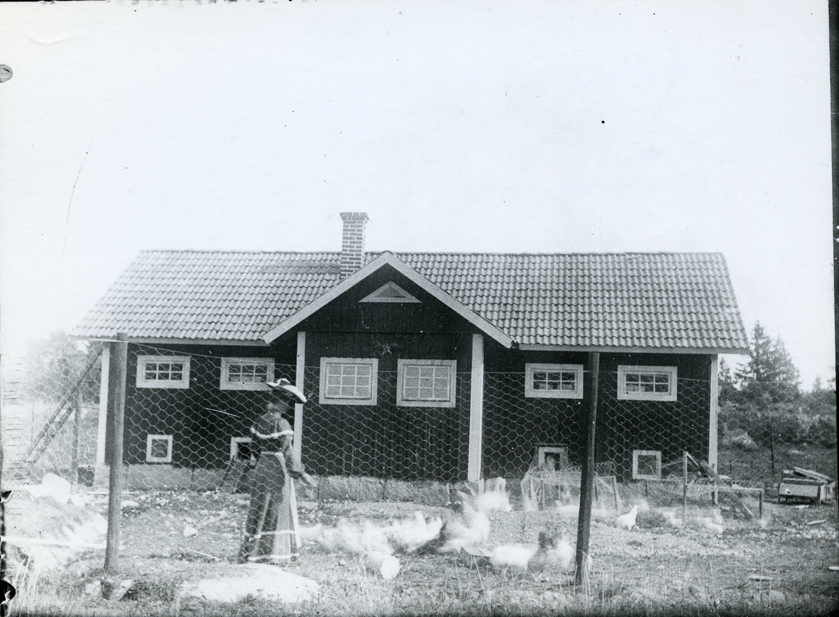 Dingtuna sn.
Hönsgård, Bysingsberg. C:a 1900-1910.