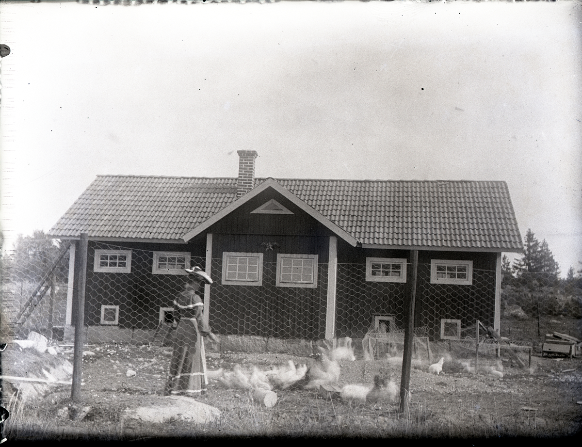 Dingtuna sn.
Hönsgård, Bysingsberg. C:a 1900-1910.