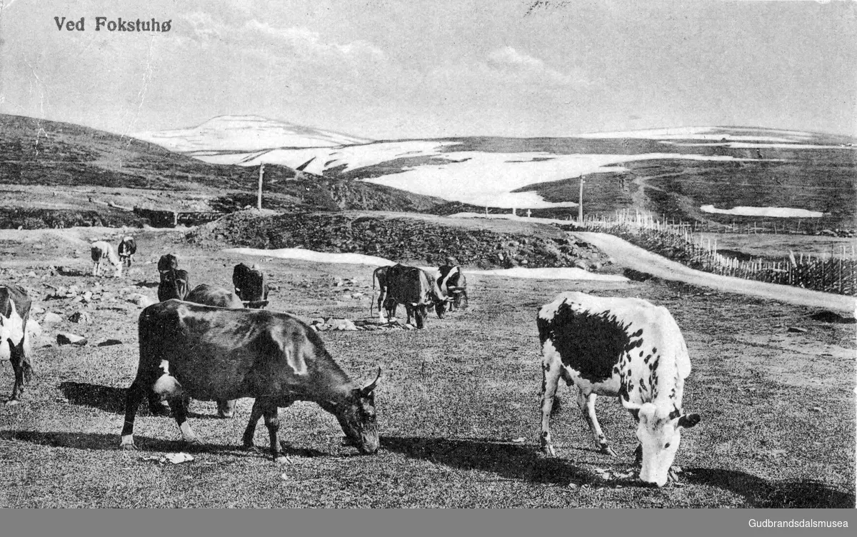 Postkort frå Fokstugu. Beitende kyr i forgrunnen, med Foksådalen og Fokstuguhø i bakgrunnen.