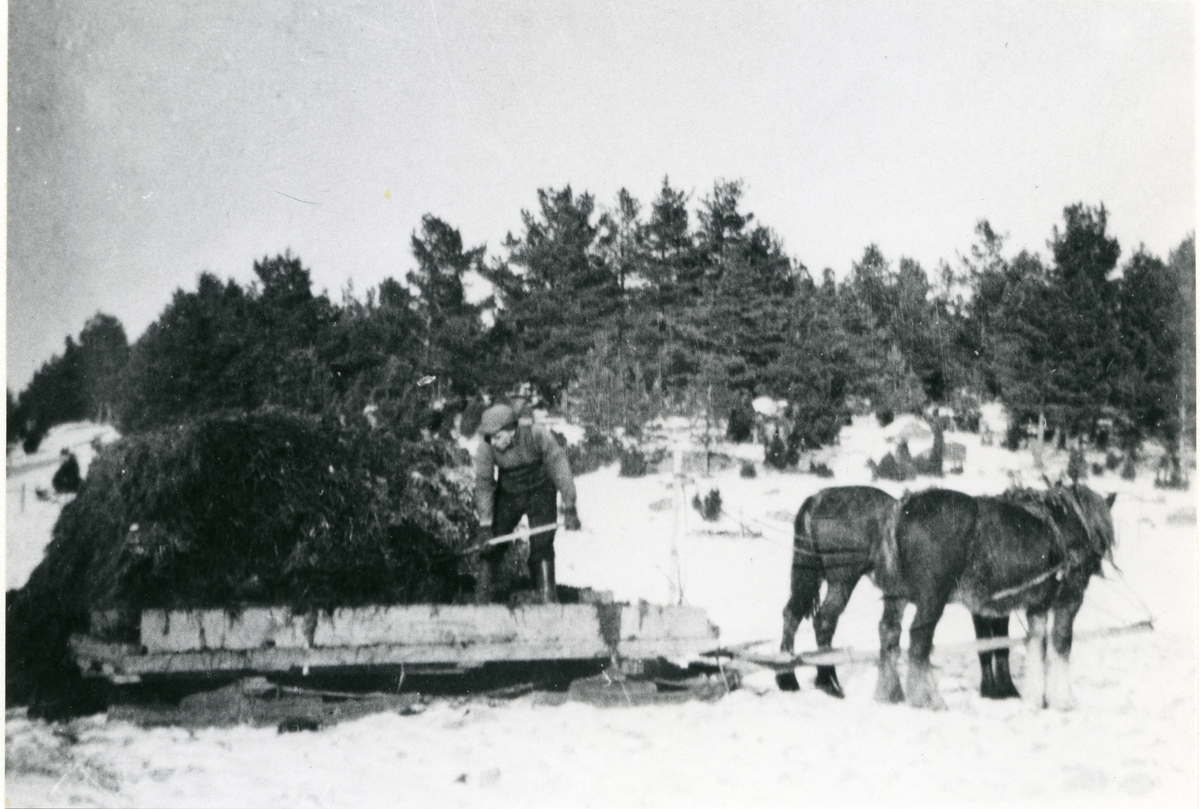 Dingtuna, Frändesta.
Gödselkörning med hästar. 1943.