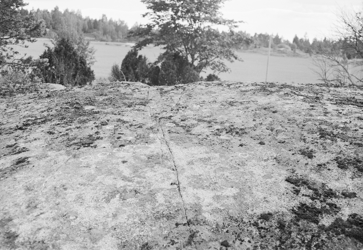 Hällristningar på ett berg i dagen, Uppland 1951