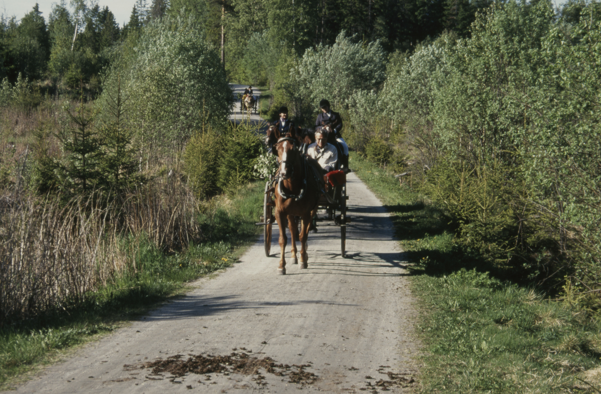 Frederikshaldske kongevei. Åpnings-seremoni for veien restaurert som sykkelvei gjennom Nøstvedtmarka,  hest og vogn
