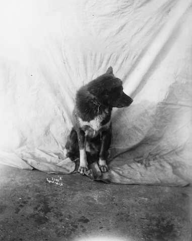 Prot: Amundsens Sydpolhund Obersten
