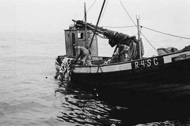 Prot: Sildefisk ved Rekefjord