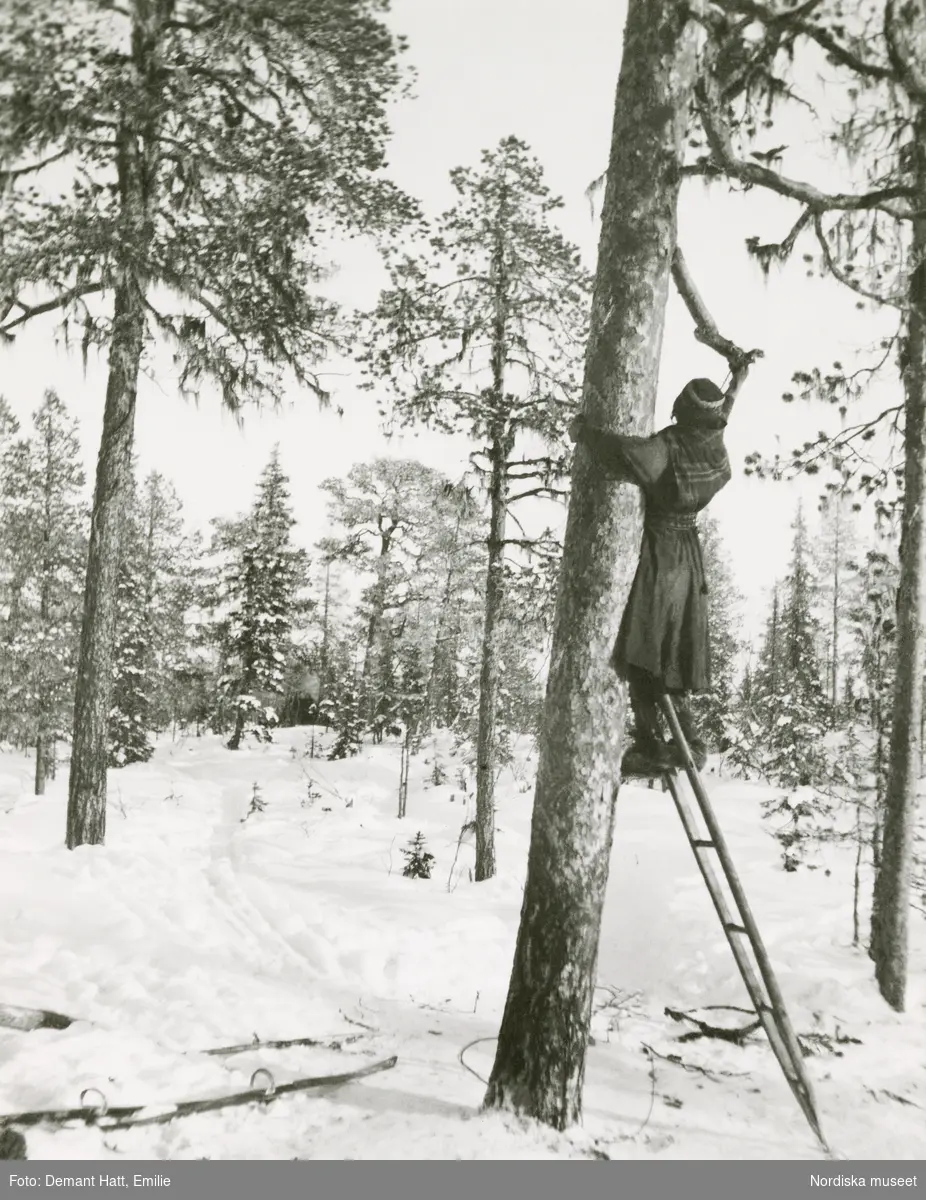 En ung kvinna, Inga (Ristina), klättrar i ett träd, hon tar ned lasson som barnen använt till gunga. Troligen under höstflyttningen vid Laimo. Bilden ingår i en serie fotografier tagna av Emilie Demant Hatt i Sapmi mellan åren 1907 och 1916.