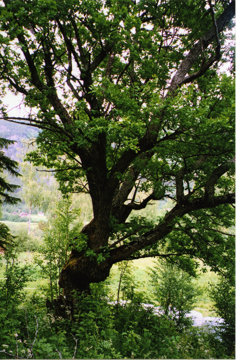 Sevreeika. Antagelig den eldste levende organismen i Nes.
Eika er aldersbestemt til ca. 700 år. Treet står like på oversiden av den gamle kongevegen ned for tunet i Sevre, den midterste av sevregårdene.
