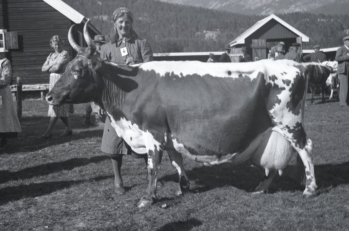 Kyr på Dyrskun i 1920-åra.  Foto av Karsten Baardseth, fylkesagronom.