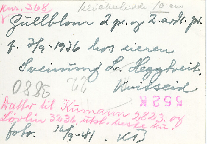 Kua Gullblom på Dyrskun 16.9.1941.  Eigar Sveinung L. Heggtveit, Kviteseid.  