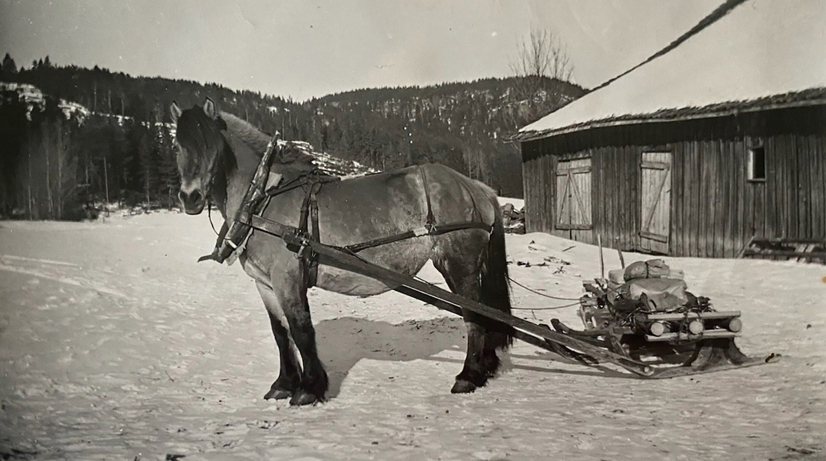 Hestetransport på vinterføre