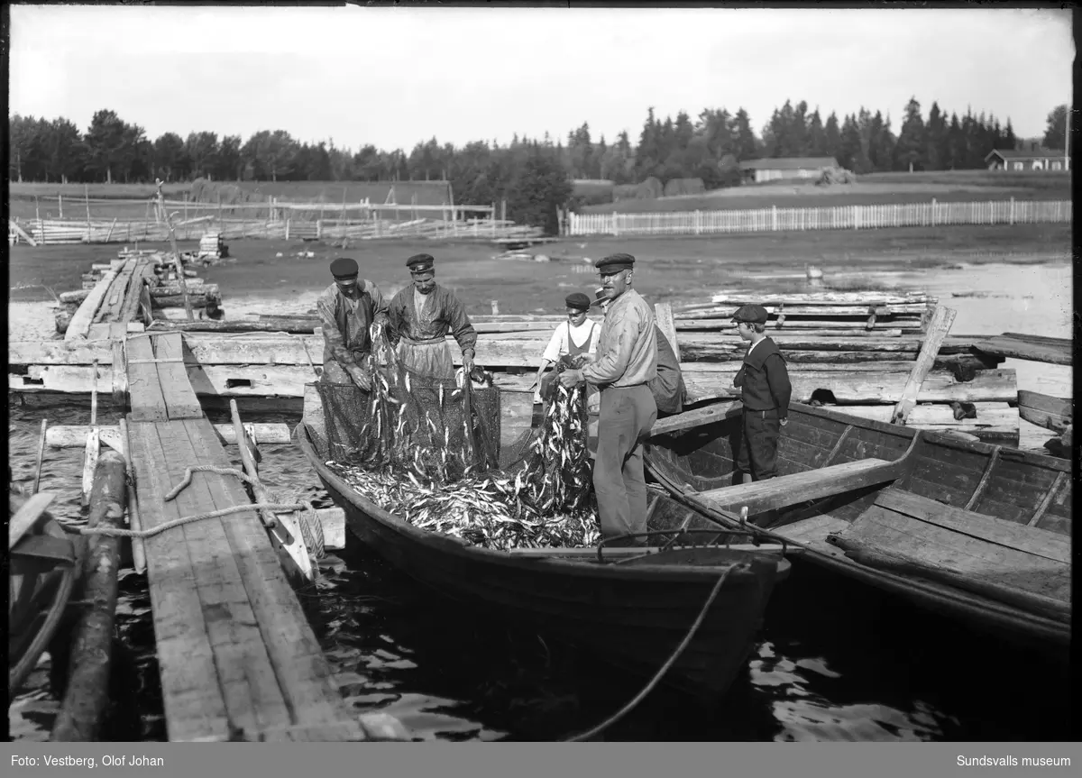 Fiskare ruskar strömming ur näten, längst inne i Bodviken i Juniskär.