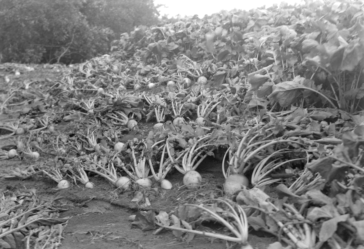 Ødeleggelser fra flommen i Gaula i 1940.