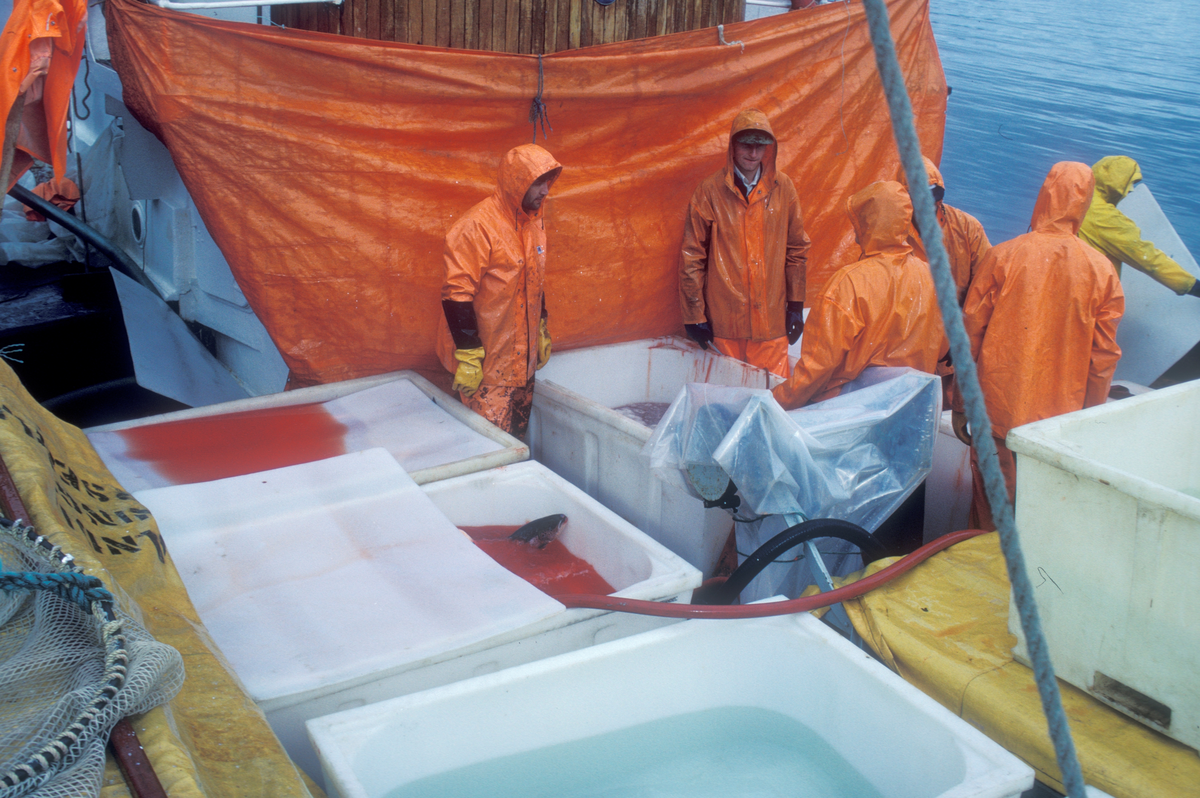 Tromsø 1985 : Bilde fra arbeid ombord i en båt, fisk skal flyttes