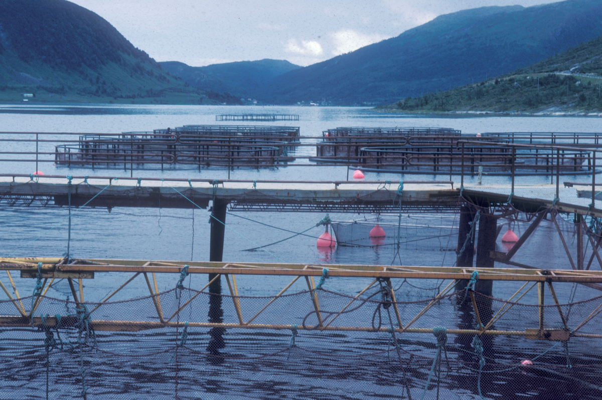 Tromså 1985 : Oppdrettsmerder (runde) flyter på vannet