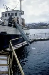 Unifisk, Tromsø 1974 : Båt ligger langsmed ei tremerde. Mann