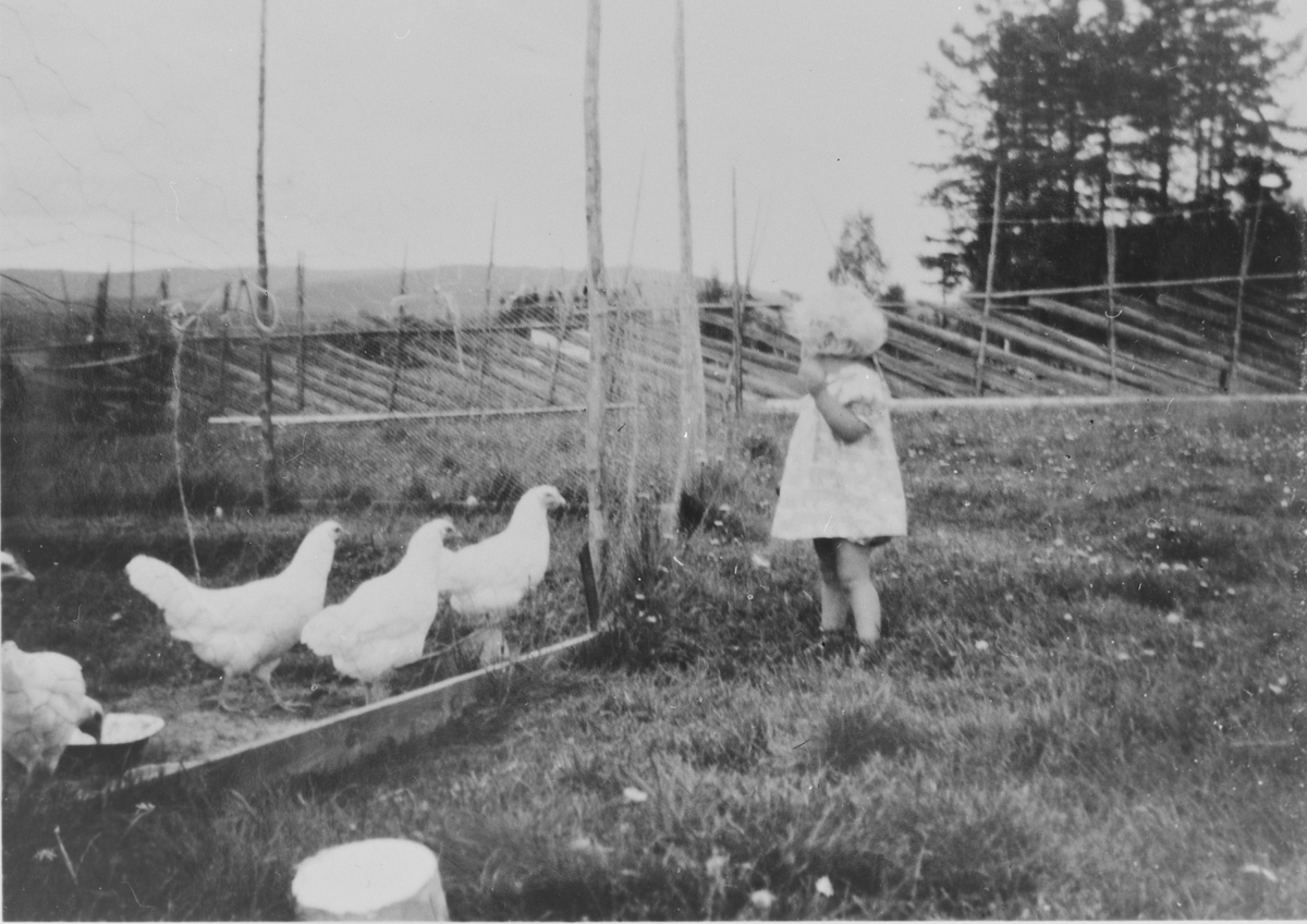 Ung jente med hønseflokk, på Langerud i 1953.