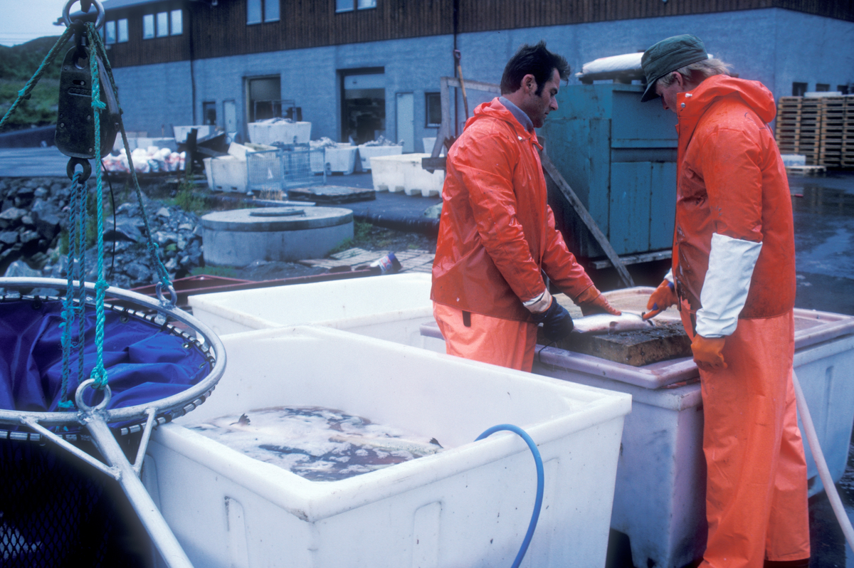 2 menn jobber med fisken osm er tatt opp i vannkar på land
