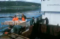 Ombord brønnbåten Straumholmen, 6 menn på dekk, flytter fisk