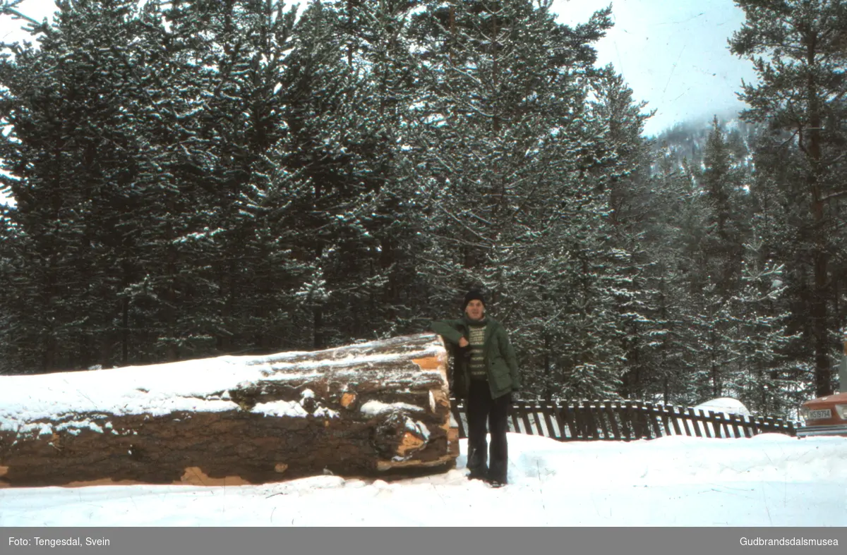 Svein Tengesdal ved ein stor tømmerstokk i Botten