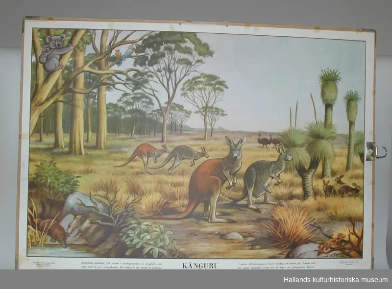 Skolplansch av papp, med metallförstärkta hörn. Visar ett australienskt landskap med djurarter. Text: "Känguru." Bredd: 99 cm, höjd: 70 cm.