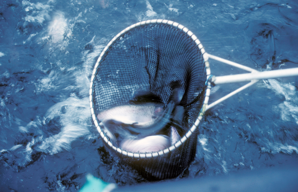 Simo 1988 : Fisk håves ut fra oppdrettsmerda