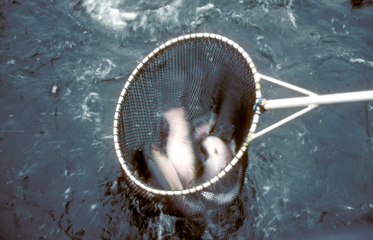 Simo 1988 : Fisk håves ut fra oppdrettsmerda