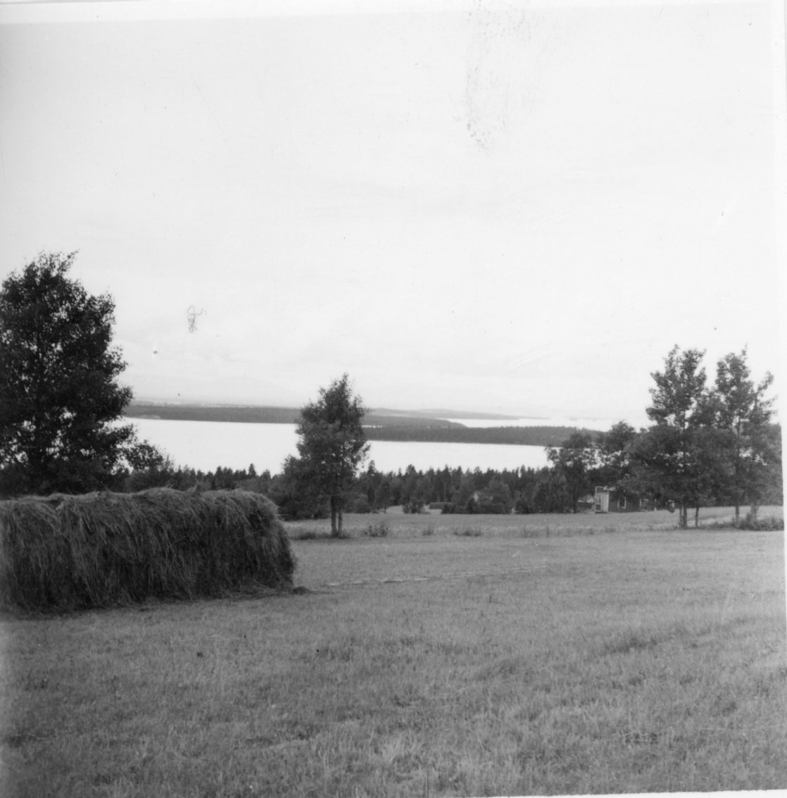 Storhässja på ett gärde, på en höjd med en sjö i bakgrunden.
