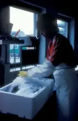 Simo, Bjugn : En person pakker oppdrettsfisk i kasser med is