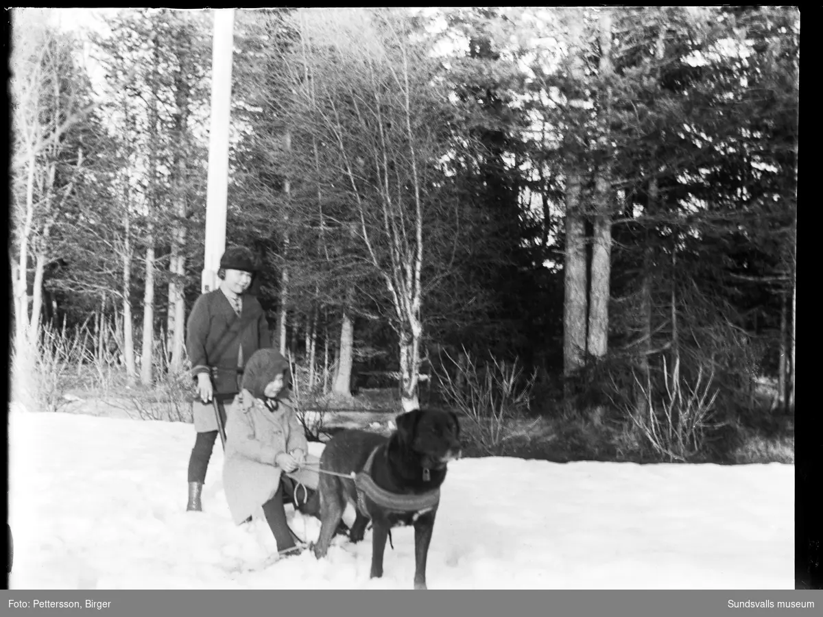 Vinterbild med en pojke och en flicka på en spark med en stor hund med sele spänd framför.