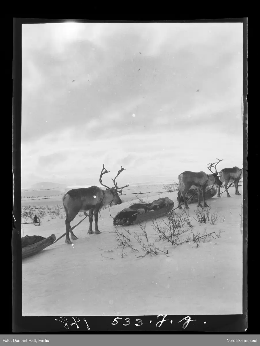 Renar spända för ackjor, slädraid, i ett snöigt fjällandskap under vårflyttningen från Närvä. Bilden ingår i en serie fotografier tagna av Emilie Demant Hatt i Sapmi mellan åren 1907 och 1916.