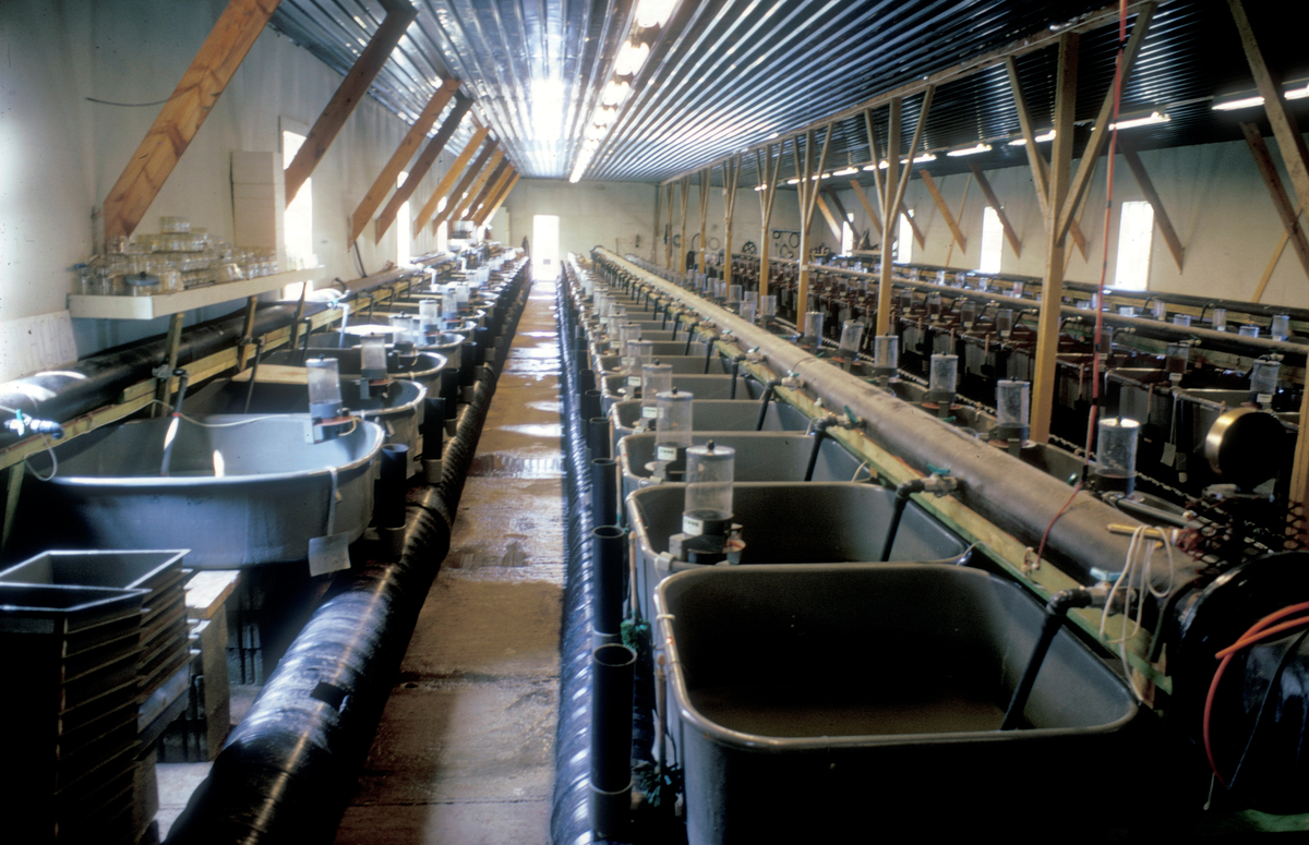 Tex-Fisk A/S, 1987 : Innendørs settefiskanlegg, smoltkar med hver sin fôrautomat står på rekke.