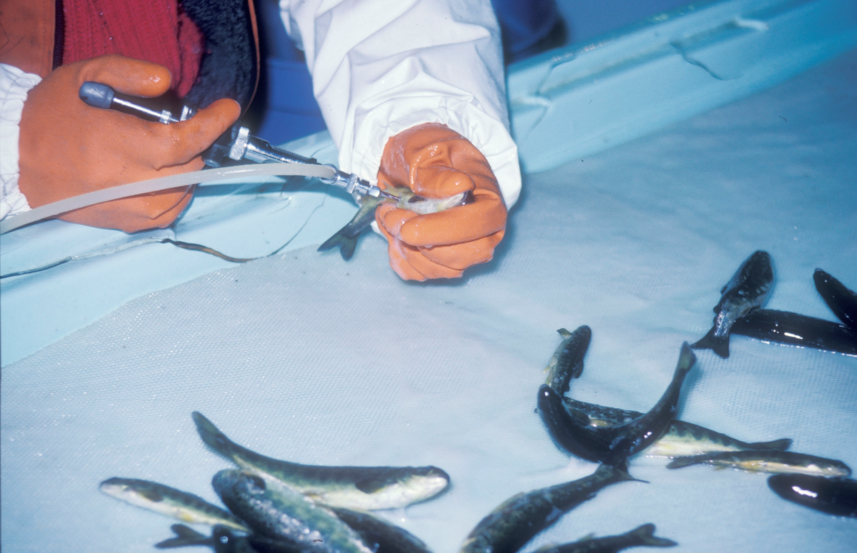 Tex-Fisk A/S, Bjugn 1987 : Vaksinering av fisk