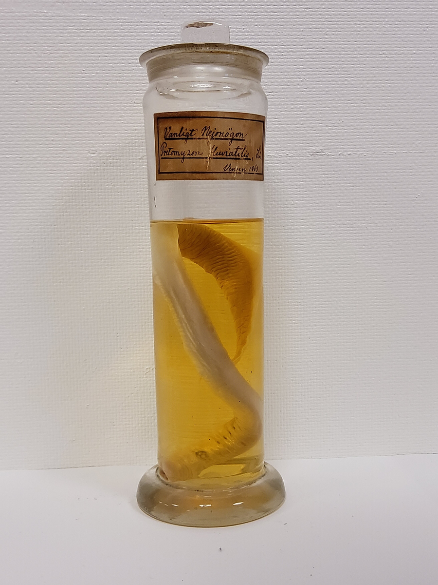Provins 1. Ryggradsdjur (Vertebrata)
Klass 6. Rundmunnar (Cyclostomi)
Flodnejonöga (Petromyzon fluviatilis L.): Ett ex. i sprit, Vänern 1863.
Tidigare kallad vanligt nejonögon.