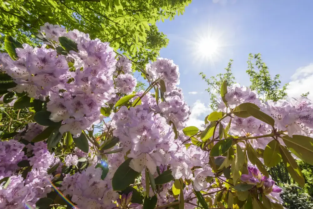 Blomstrende Rododendron