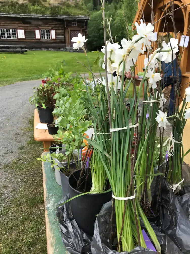 Plnater utstilt til salgs på bygdemuseet Åsen med Røykomnstua i bakgrunnen.