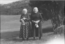Gamle koner med strikketøy, Osen