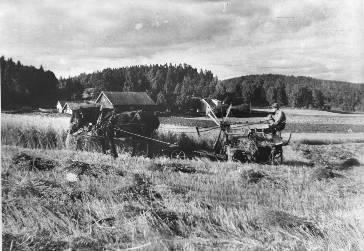 Nils Børresen kjører selvbinder under innhøsting av korn, skuronn.