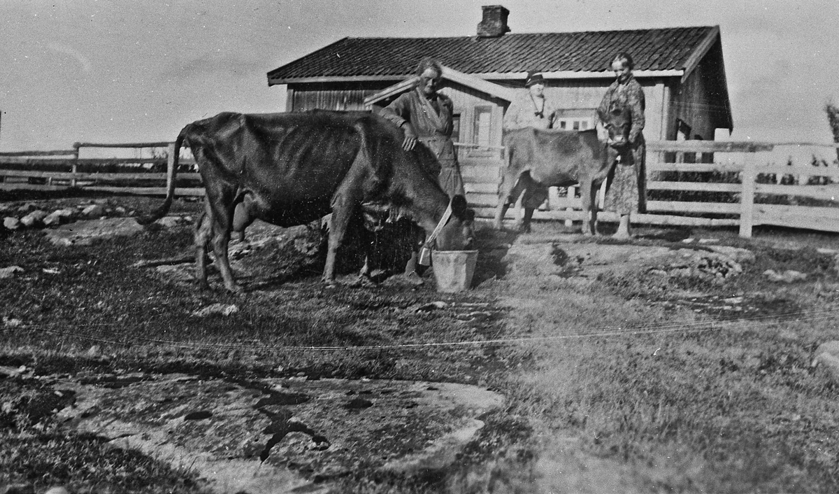 På et gådsbruk. Richardsbråten, Gullverket. 1915-16. Aasta og Esther Røen. Moren Johanne Røen bak.