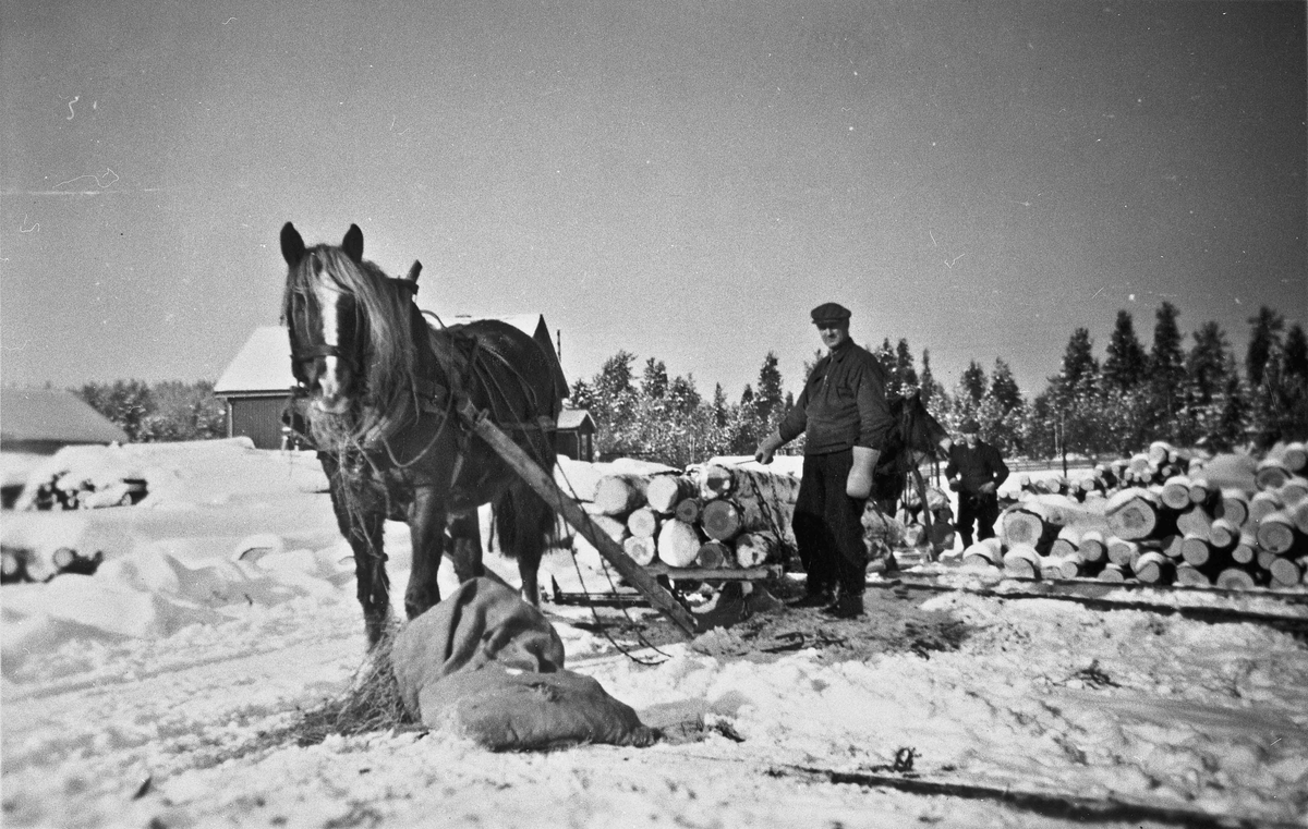Tømmerkjøring med hest. Bernt Maurbråten på Jønsjøsaga - bilde 1.