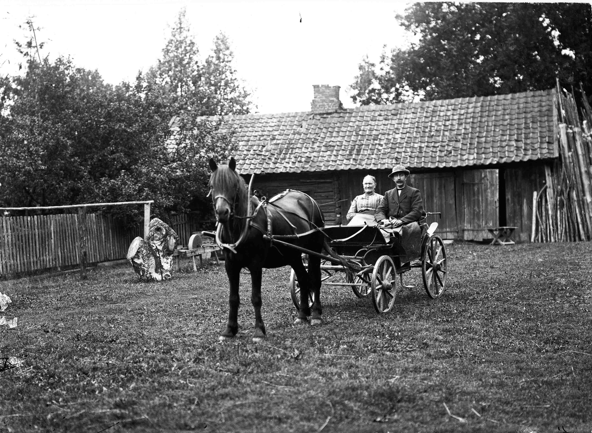 Portrett. Alf og Lovise Toftner med vogn og hest