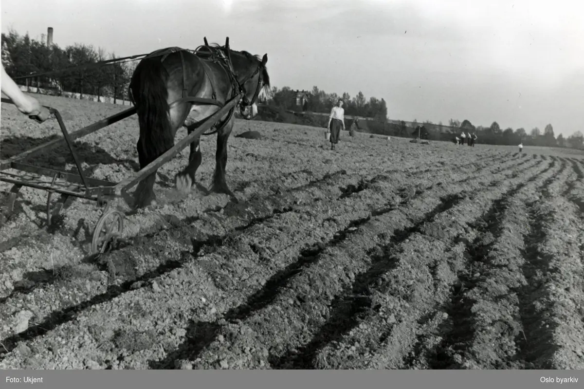 Hest trekker plogen på potetjorde / åker ved setting av poteter under krigen. Muligens fra Muselunden.