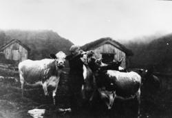 Setermotiv. Eidsvåg, Høviksetra. ..