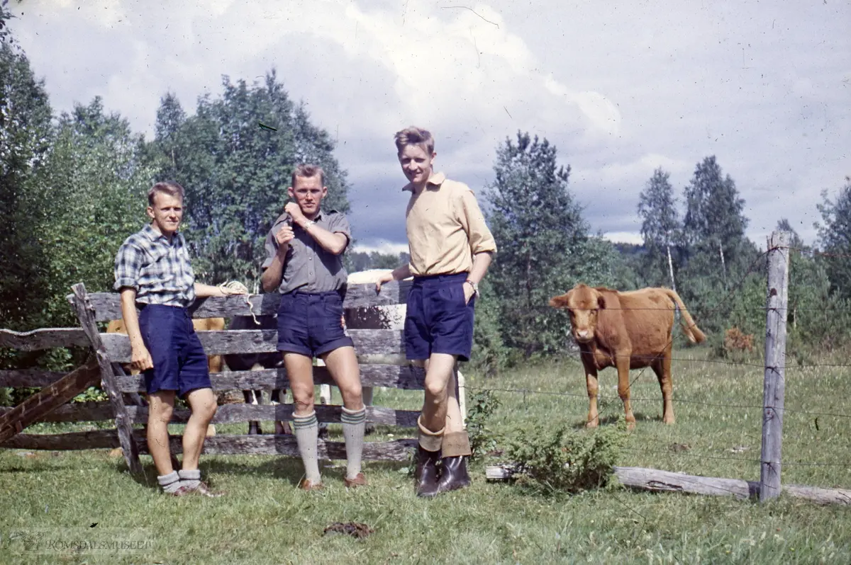 Arkeologiske registreringer i Fræna(?). Nils Parelius brukte roverspeidere i arbeidet..(eske5) .(Eske 5 er merket "Frøyset 1965, Veøya 1965, Nesset prestegard 1965, Fræna 1962, Otrøy 1963, en del uidentifisert")