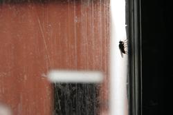 Nesset prestegård.."Flue i vinduet" ."Romsdalsmuseet 100 år"