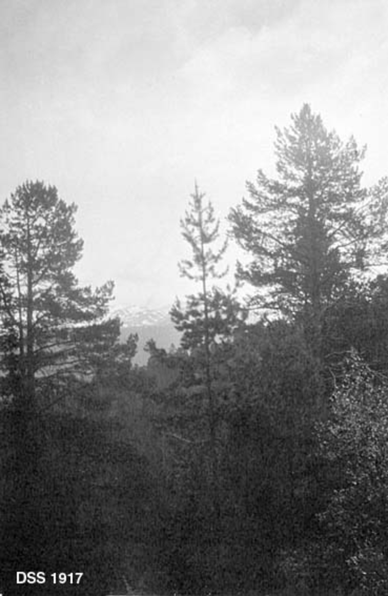 Furuskog i Fuglevannsskogen i Flekkekomplekset i Sunnfjord, Sogn og Fjordane.  Fotografiet viser furutrær av noe varierende alder og størrelse, iblandet små bjørketrær.  I bakgrunnen skimtes fjell med snø på toppene.  Forgrunnen er svært mørk. 